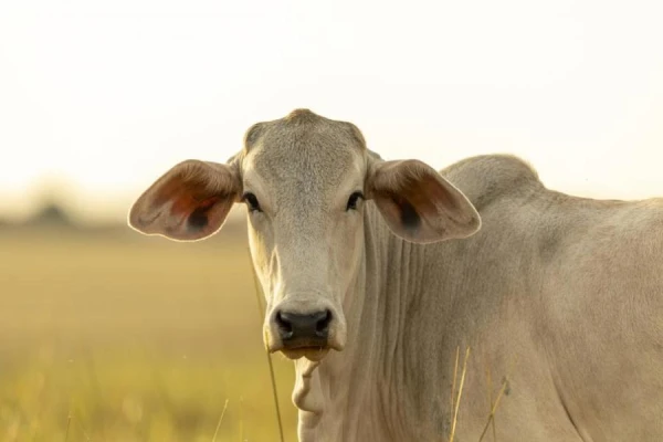 Britons Suggest Reducing Stress by Hugging Cows
