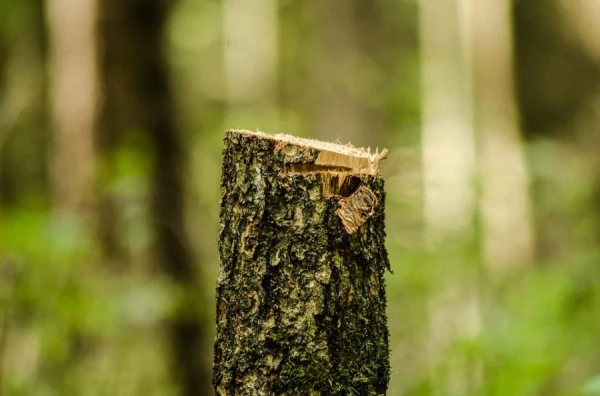 “Clear-cutting propaganda!” — Experts debate forest management in Latvia