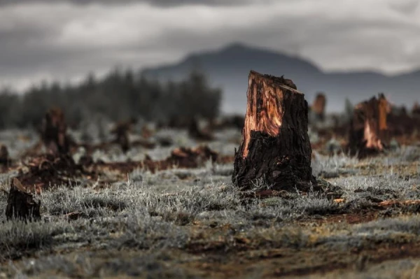 The Ancient Agricultural Method Proved Most Beneficial for the Ecosystem