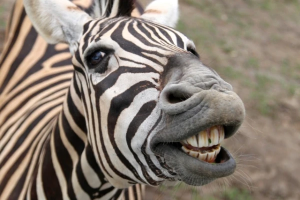 Why Don't We Ride Zebras?