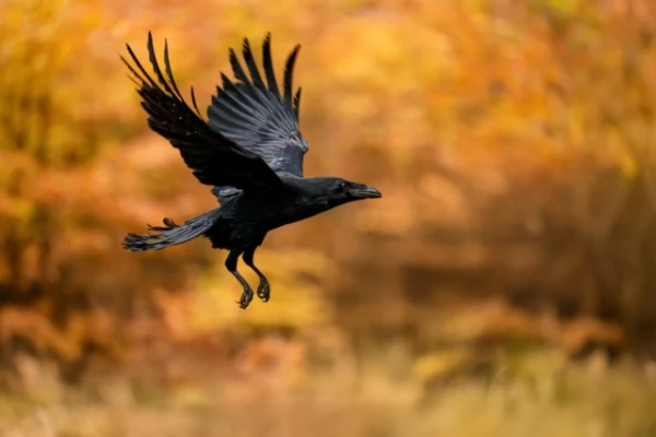 Crows hold grudges for years and pass information about them to their descendants