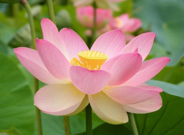 Where Did the Lotus-Eaters Inhabit?