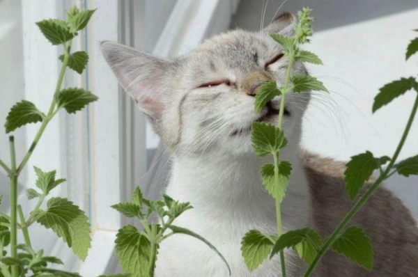 What Treats Can Be Offered to Cats