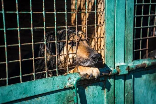 In South Korea, there are threats to release 2 million dogs onto the streets of Seoul
