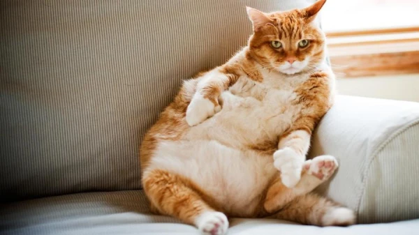 Dangerous and Toxic Foods for Cats