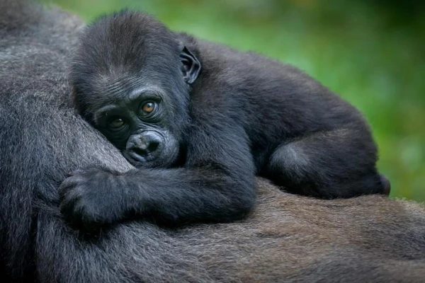 In the last five years, the number of gorillas on the planet has doubled, but it is not enough