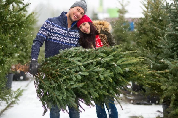 Buy seedlings! Rīgas meži urges not to cut down Christmas trees in the forests