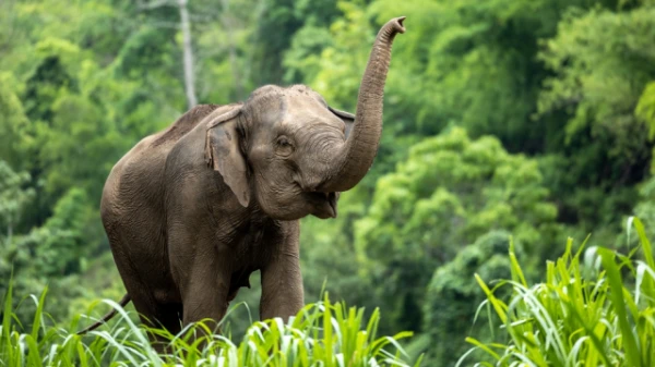 Scientists Finally Discovered How Elephants Got Their Trunks