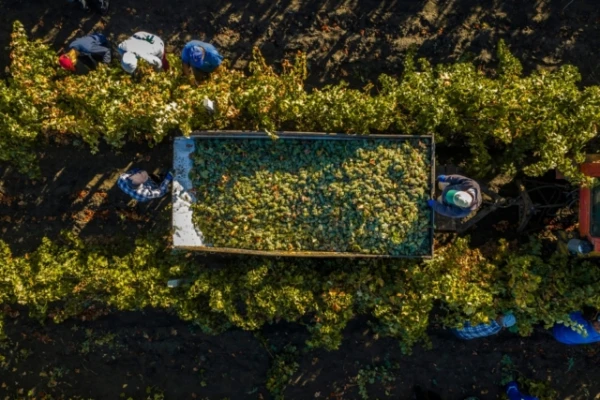 Ancient Winemakers Used an Unexpected Ingredient Instead of Fresh Berries