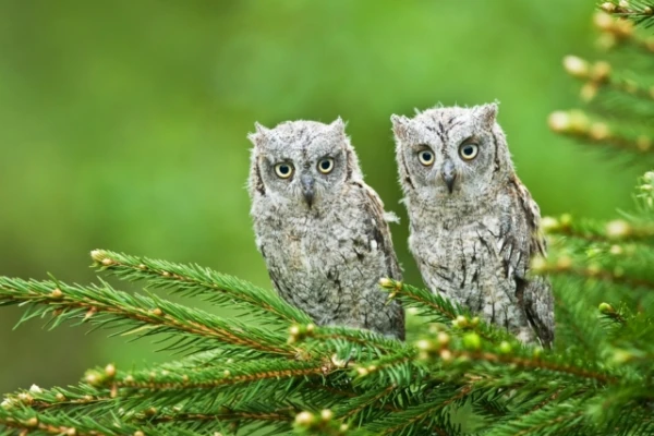 If you look into an owl's ears, you will see its... eyes