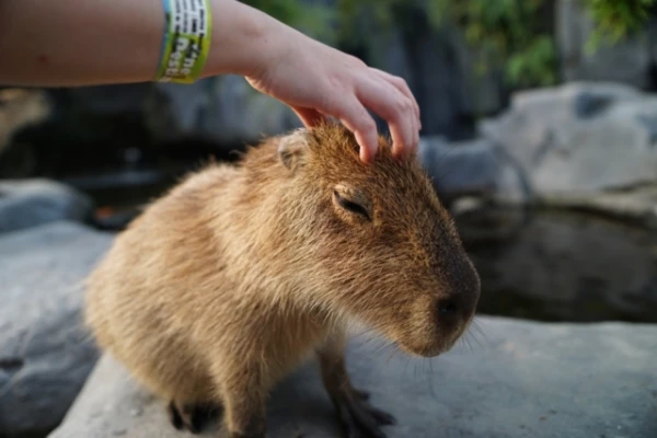 Why Crocodiles Rarely Eat Capybaras
