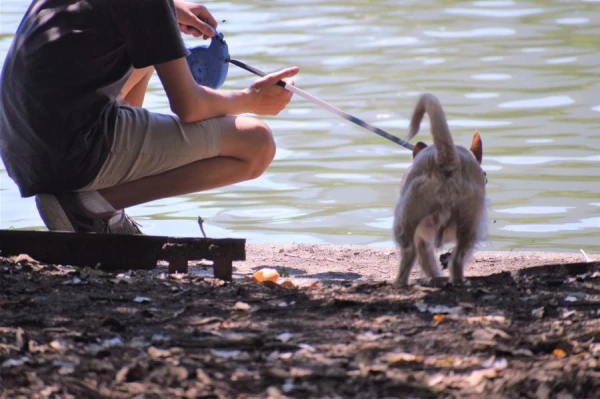 Why Do Dogs Love Water, but Cats Don’t?