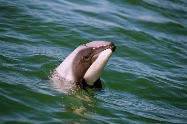 What is the smallest dolphin in the world?