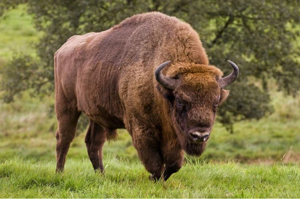 The Origin of the Name of the Bison