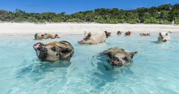 Where is Pig Paradise Located?