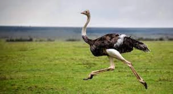 Why You Should Beware of Ostriches: 5 Fascinating Facts About the Fastest Birds
