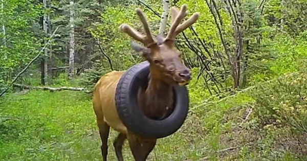 In the US, a deer wore a car tire around its neck for two years