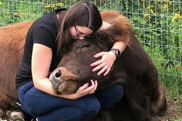 Why Do People Hug Cows?