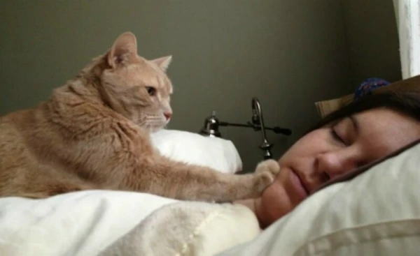 Why Your Cat Wakes You Up in the Morning and How to Deal with It