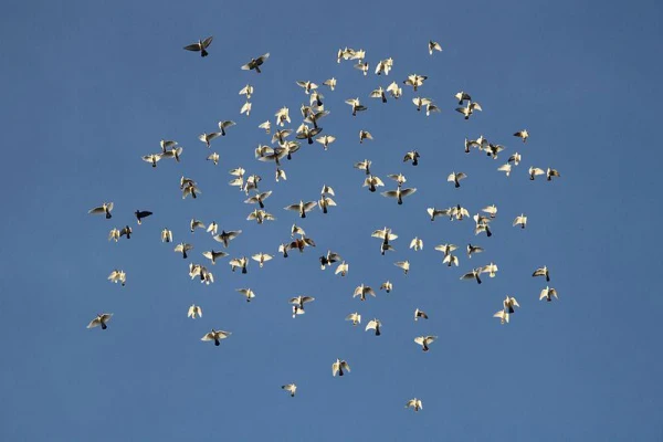 Do Birds Sleep and Dream?