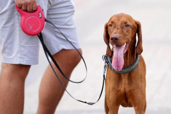 Five Tests for Future Dog Owners: How to Find a Loyal Friend