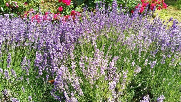 How Herbs Affect a Person's Physical and Emotional State