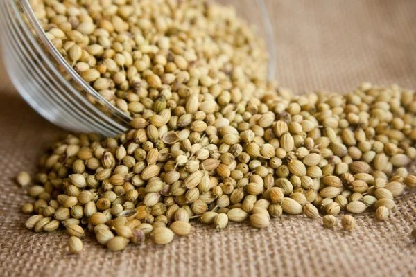 What are the risks of consuming coriander?