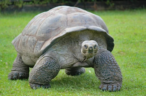 The Oldest Turtle on the Planet Celebrated Its 191st Birthday: How Does It Live?