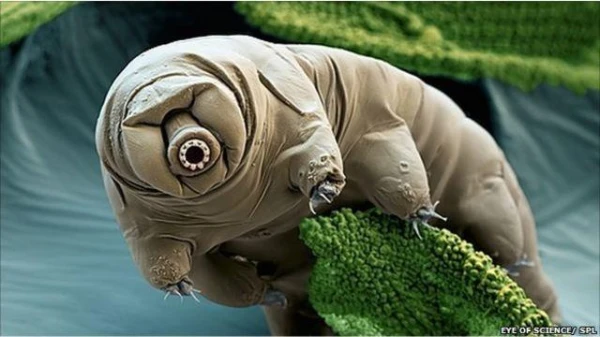 Research Shows How Tardigrades Find Their Partners