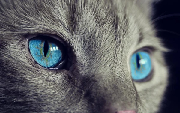 Artificial Intelligence Will Help Determine Pain in Cats