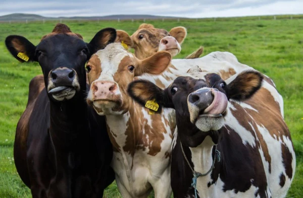Australian Cows May Become a Source of Bone Material for Dentistry