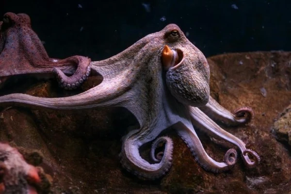 How do octopuses interact with each other?