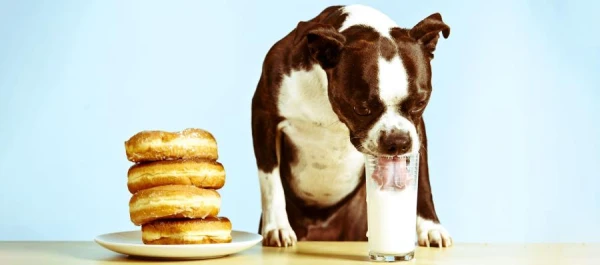 How to Assess the Completeness of a Dog's Diet