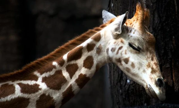 Can giraffes experience nausea?