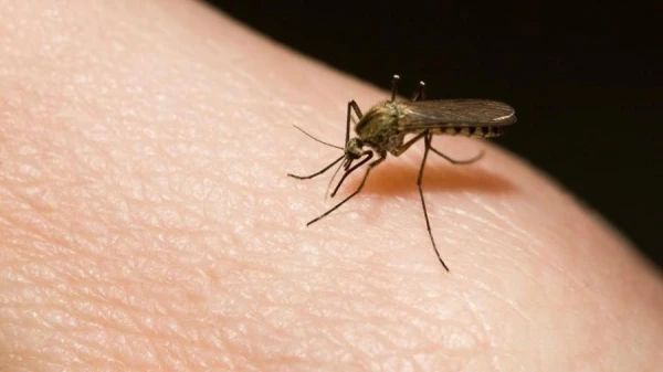 Why Male Mosquitoes Once Sucked Blood but Have Now Become Vegetarians?