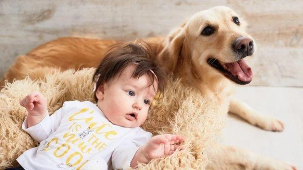 Zoologist Identified Three Dog Breeds Suitable for Families with Children