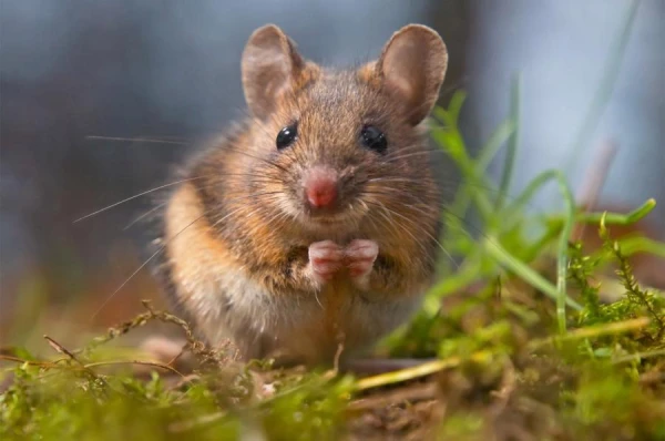 Mice May Have the Ability for Self-Recognition