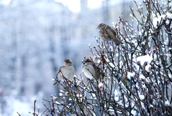 Klim the Cold: Why December 8 Should Not Be a Day for Giving Advice and Complaining About the Weather