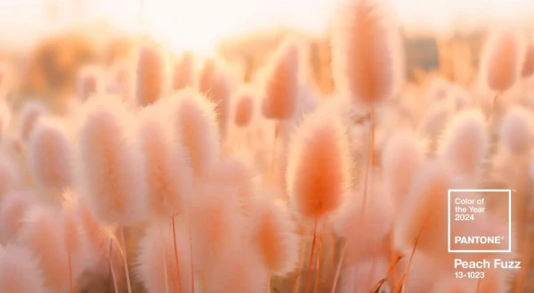 You Are My Peach: The Pantone Color Institute Announces the Color of the Year 2024