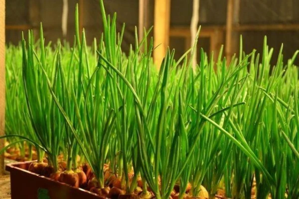 How to Grow Green Onions at Home in Winter Using Plastic Bottles