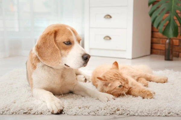 Do dogs and cats retain memories of their past?