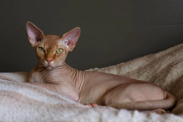 The History of the Origin of Sphynx Cats and Their Hairless Feature