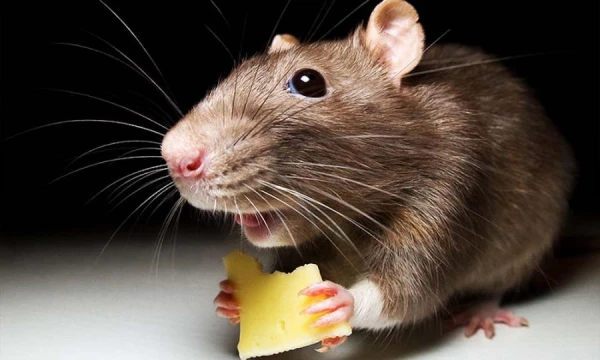 A petition has been started to prevent the spread of rats in Riga