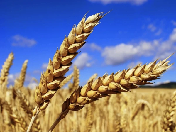The harvest has been outstanding: global grain production will exceed 3 billion tons for the first time