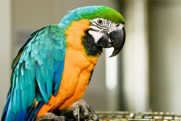 A Mentor for Your Feathered Friend: How to Teach a Parrot to Talk