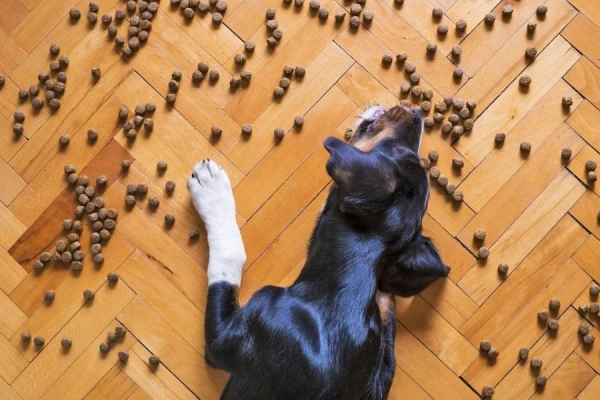 How Pets Perceive Specialized Food
