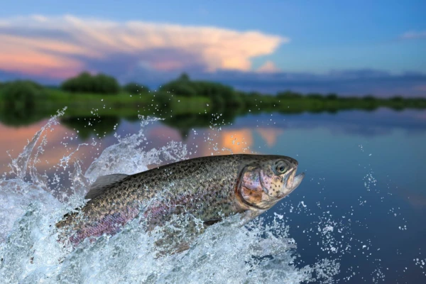 Gloomy Prospects for Trout: Environmental Activists Sink Business Worth 40 Million Euros