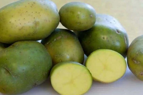 Why Does Potatoes Turn Green During Storage?