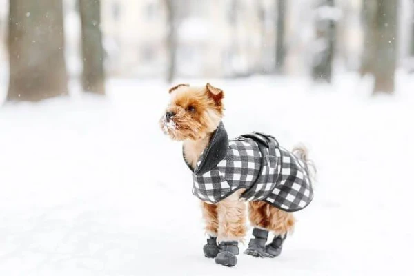 Can salt used for salting paths harm a dog?