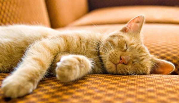 He flew away, but promised to return. How long does a cat remember its owner?